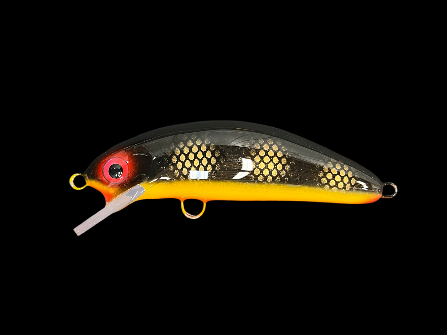 Black Perch - Orange Belly - 6SC