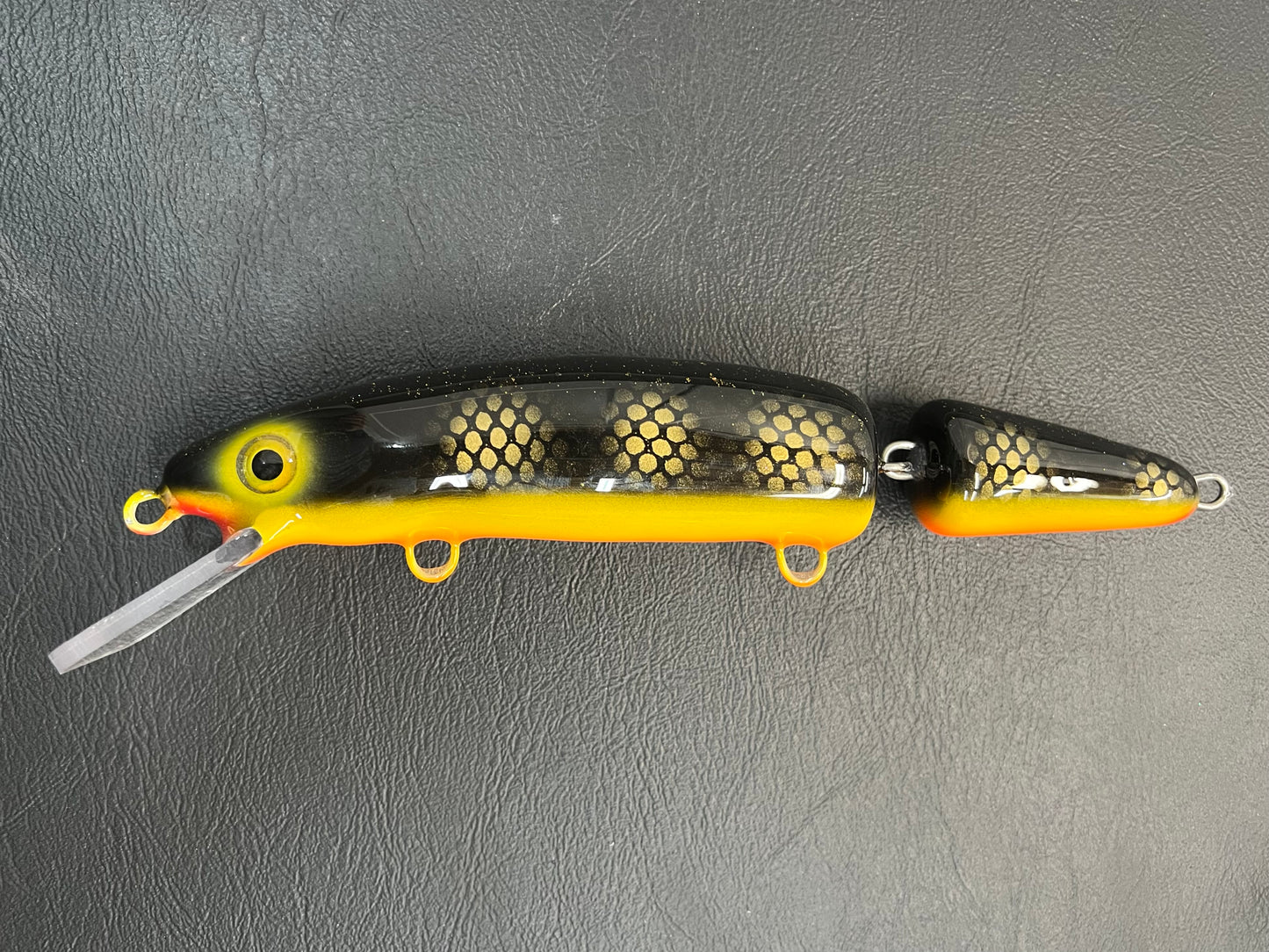Black Perch - Orange Belly - 9JC