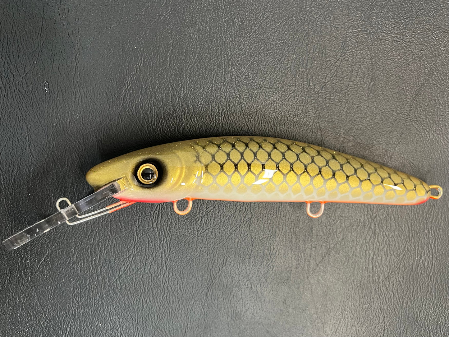 Gold Sucker - Orange Belly - 9H
