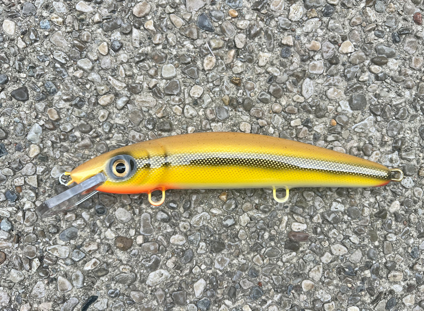 Goldie - Pearl Belly - 9CP