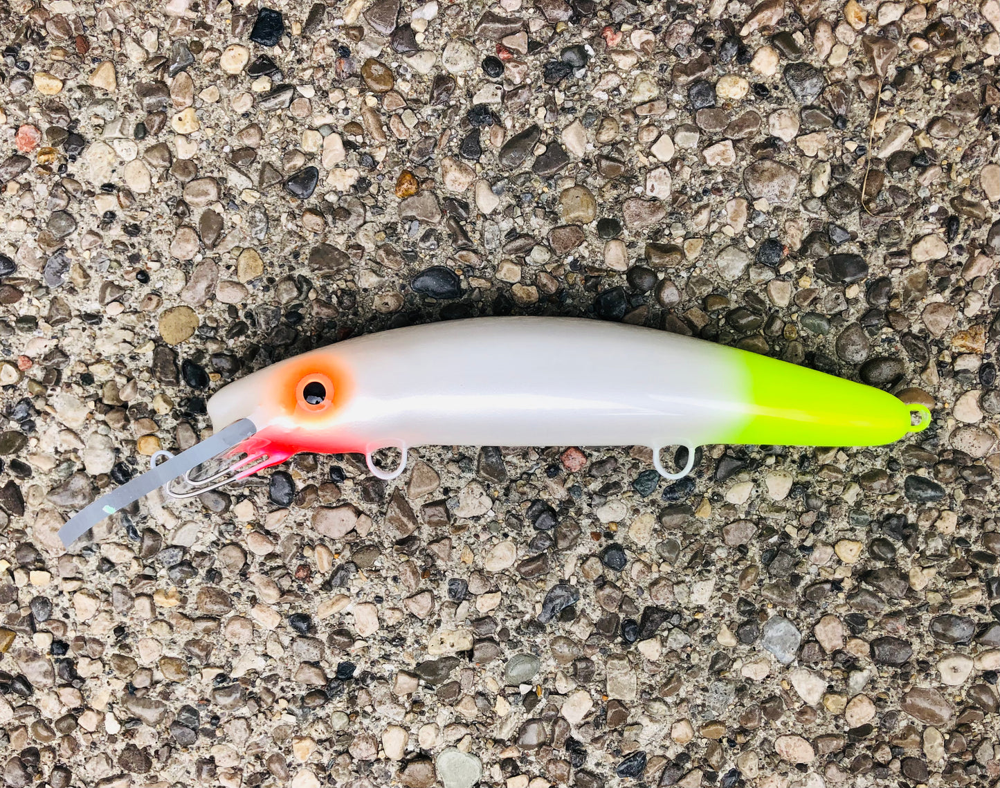 Lemon Tail - Pearl Belly - 9H