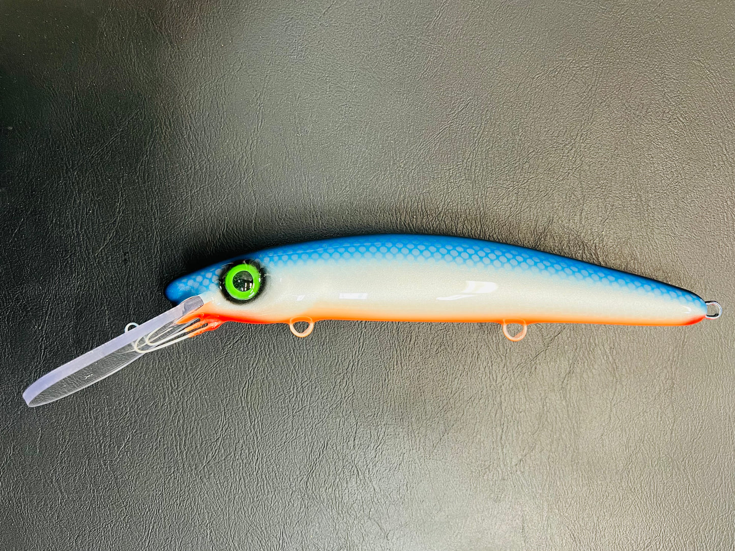 50# Blue - Orange Belly - 12H