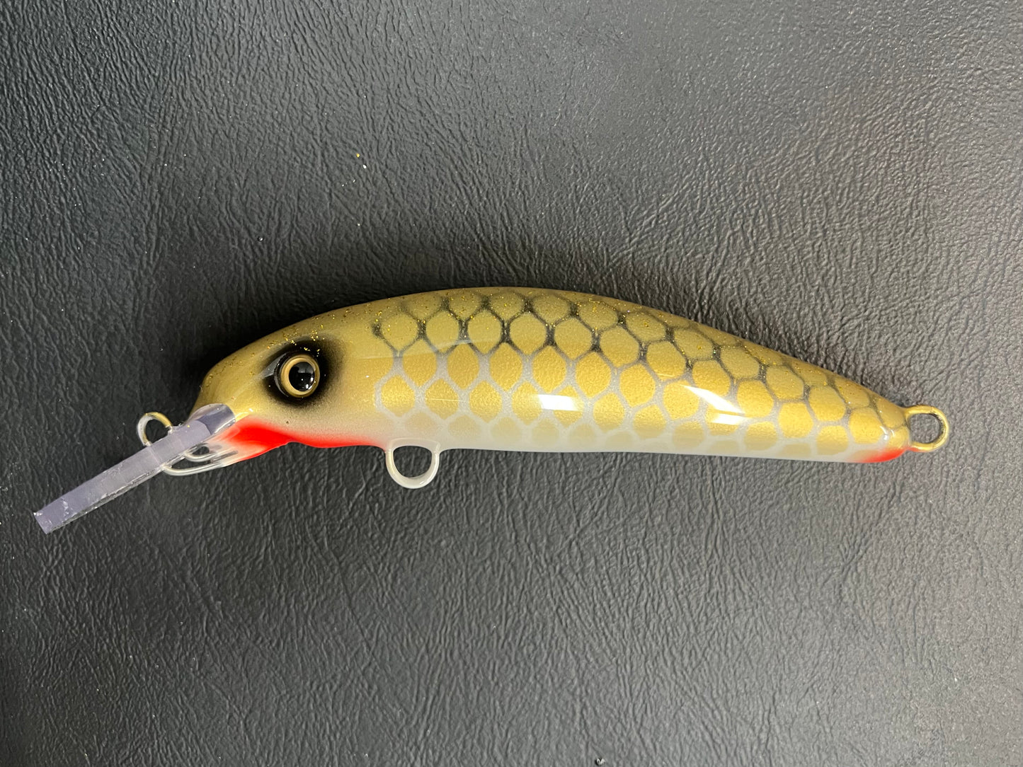 Gold Sucker - Pearl Belly - 6H