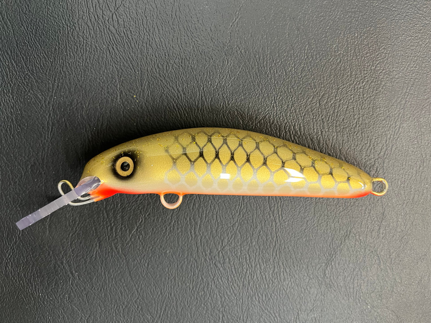 Gold Sucker - Orange Belly - 6H
