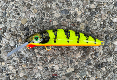 Chartreuse Perch - Orange Belly - 6H
