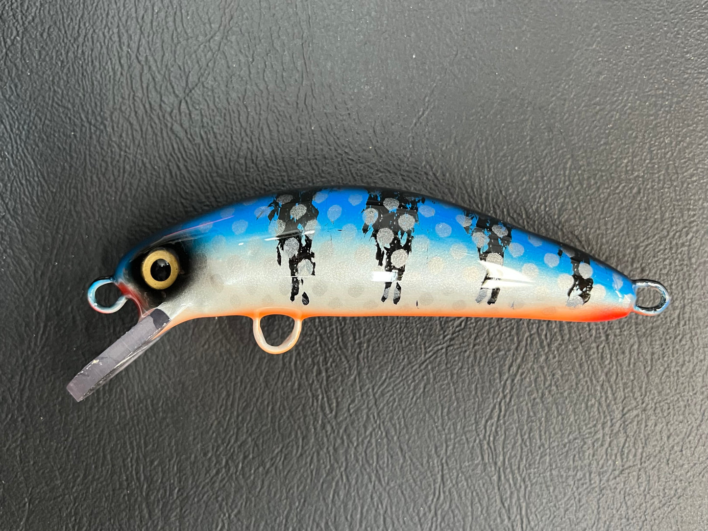Smurf Perch - Orange Belly - 5SC