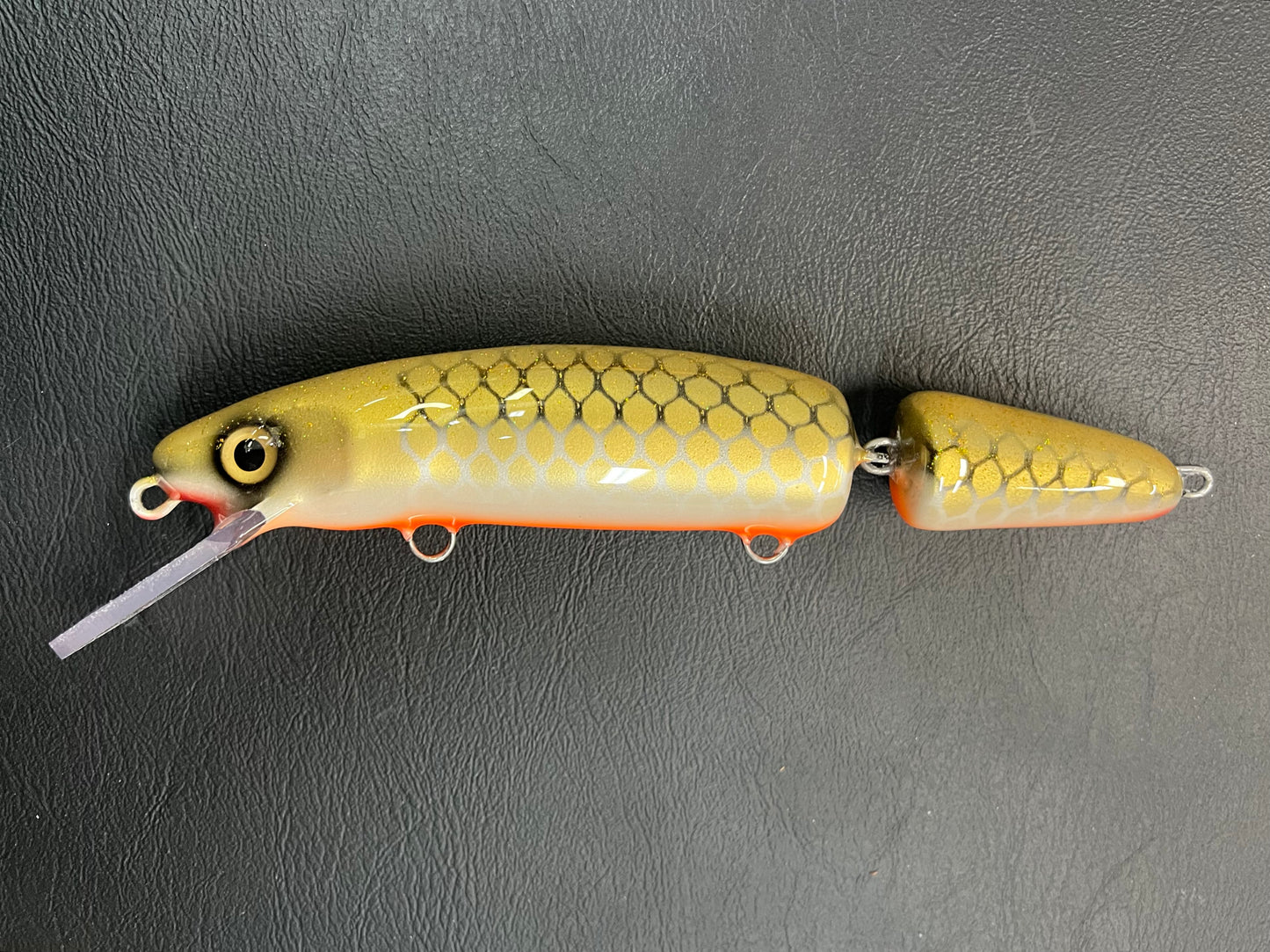 Golden Sucker - Orange Belly - 9JC