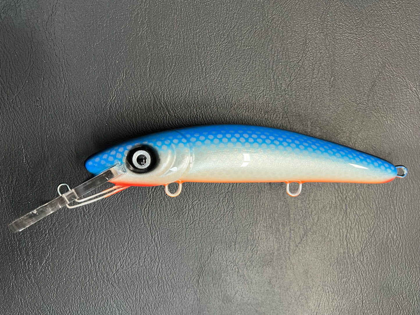 50# Blue - Orange Belly - 9H