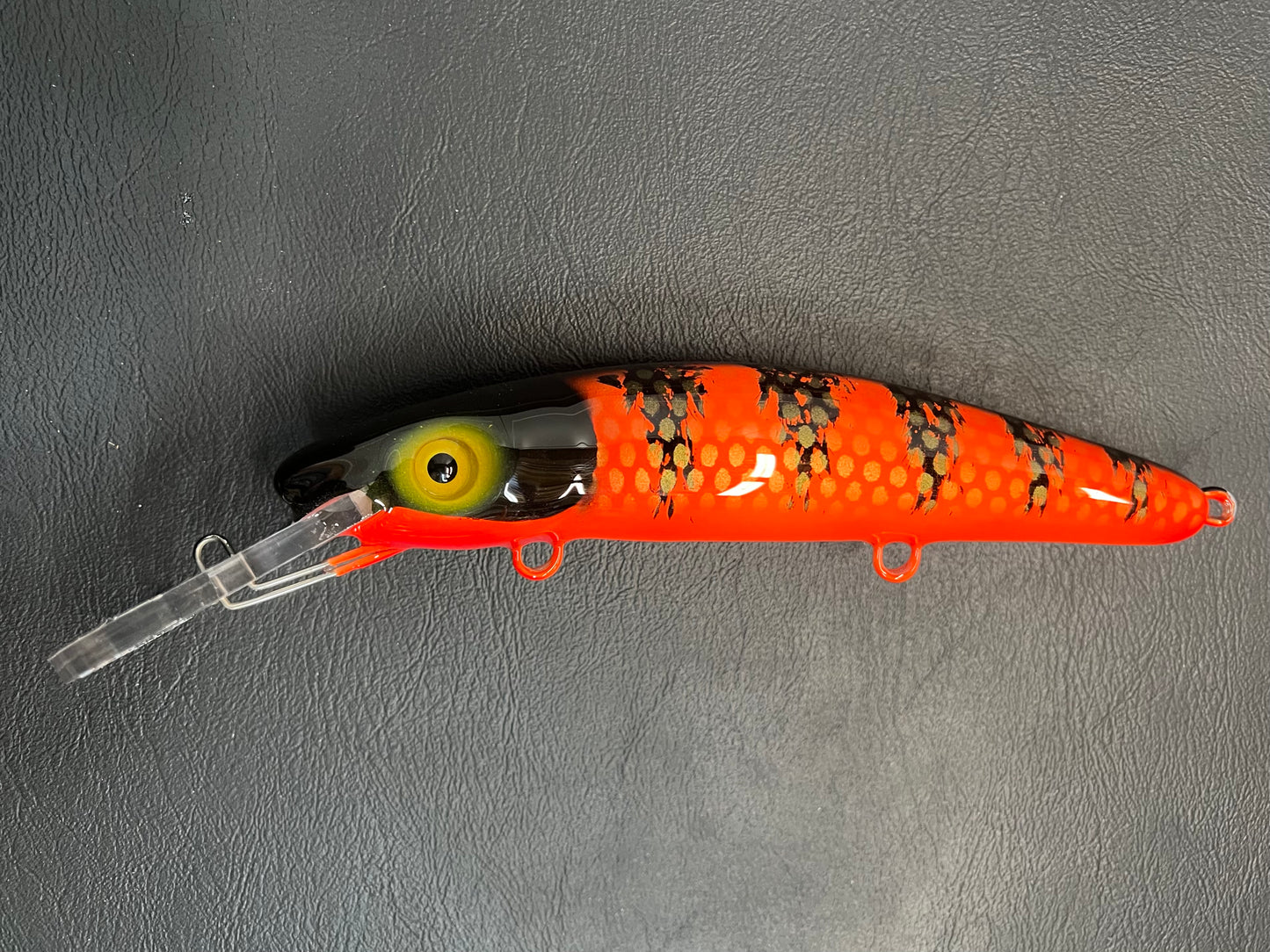 Chewy Louis - Orange Belly - 9H