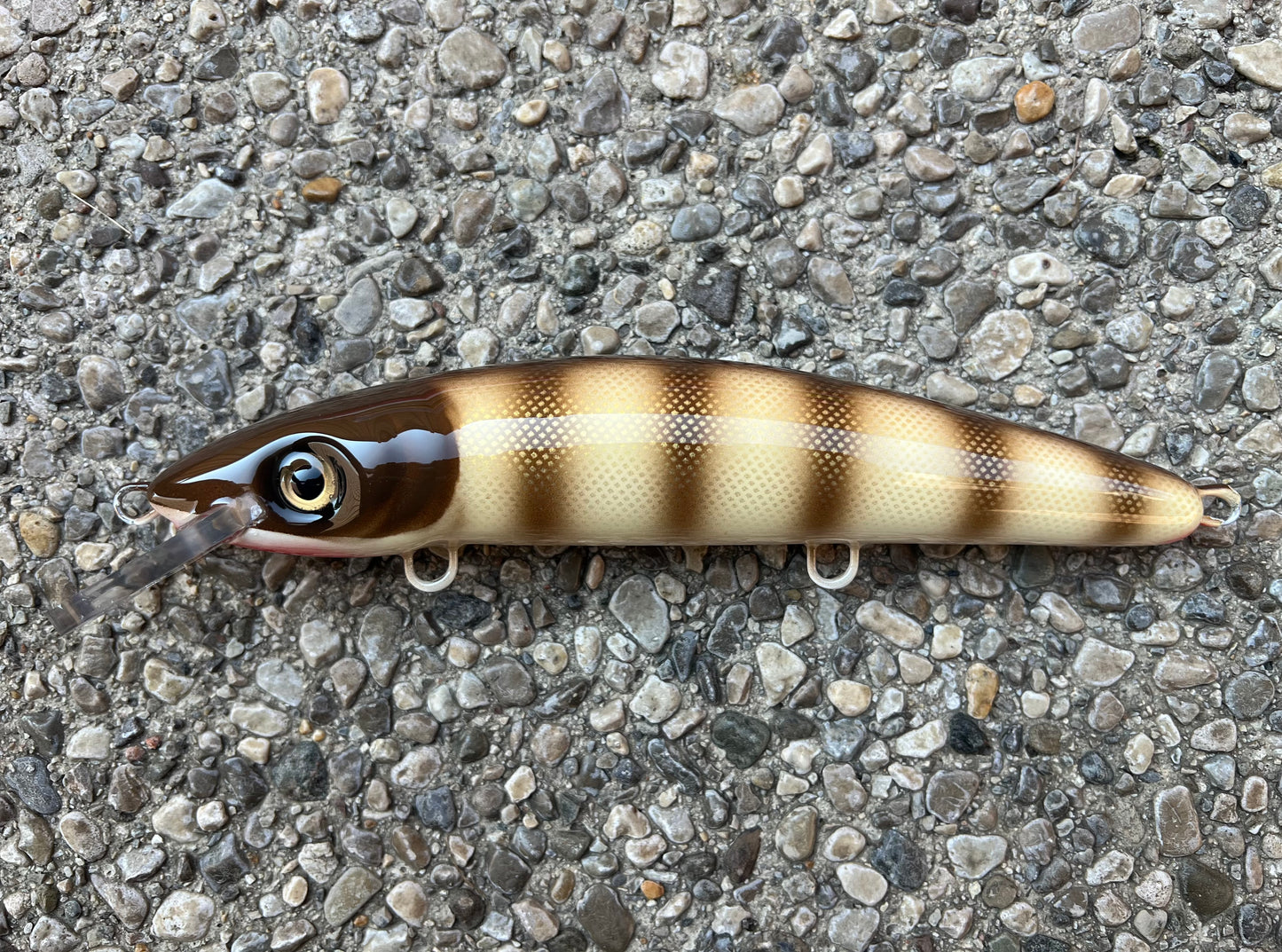 Brown Pike Scale - Cream Belly - 9CP