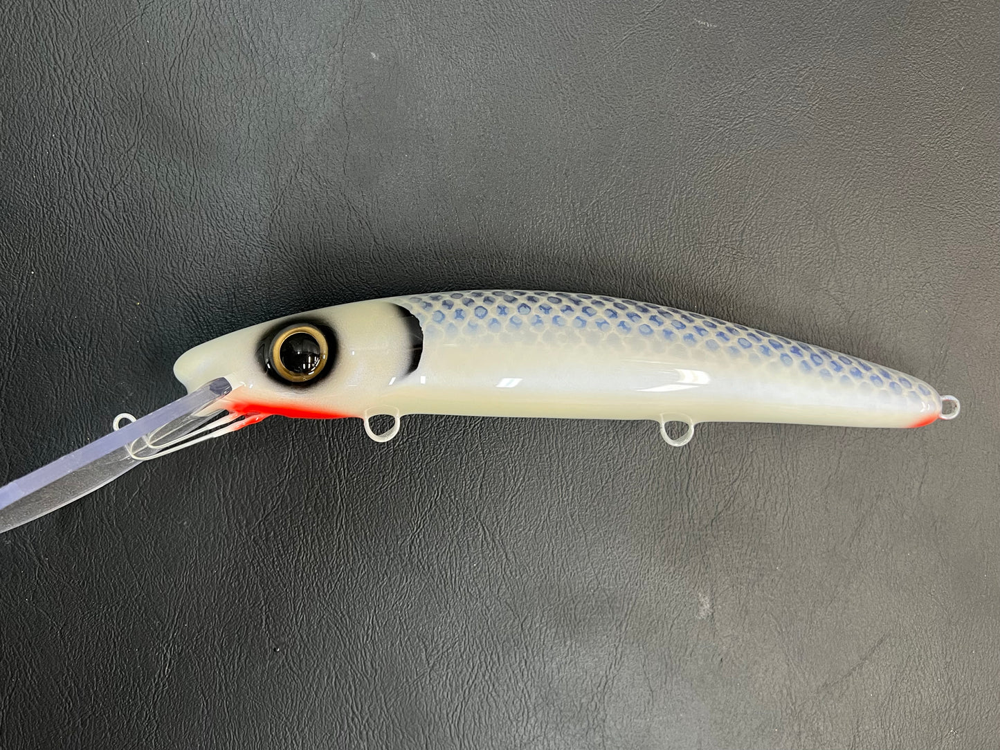 Skeleton Cisco - White Belly - 12H