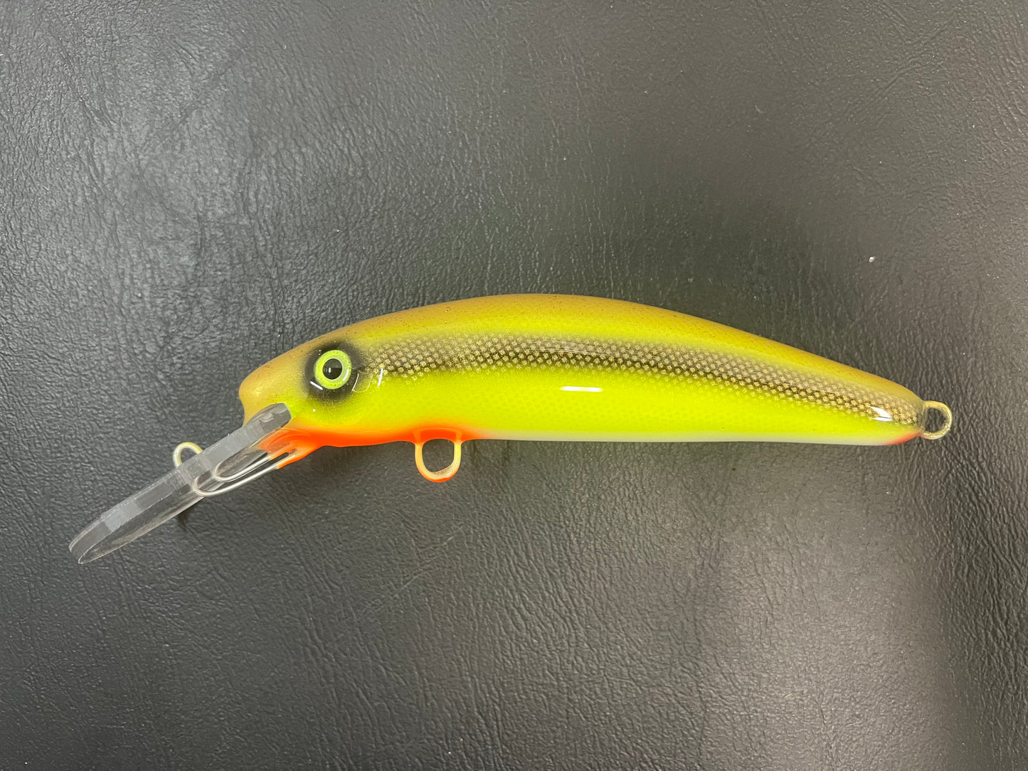 Goldie - White Belly - 7H