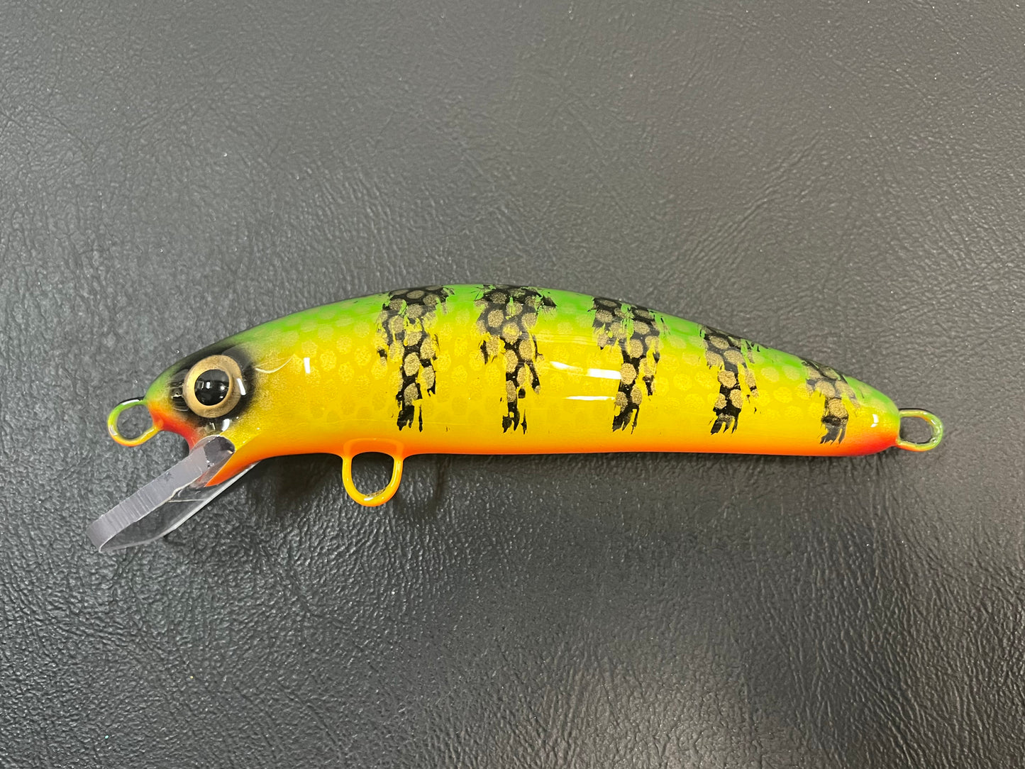 Chalky Perch - Orange Belly - 6CH