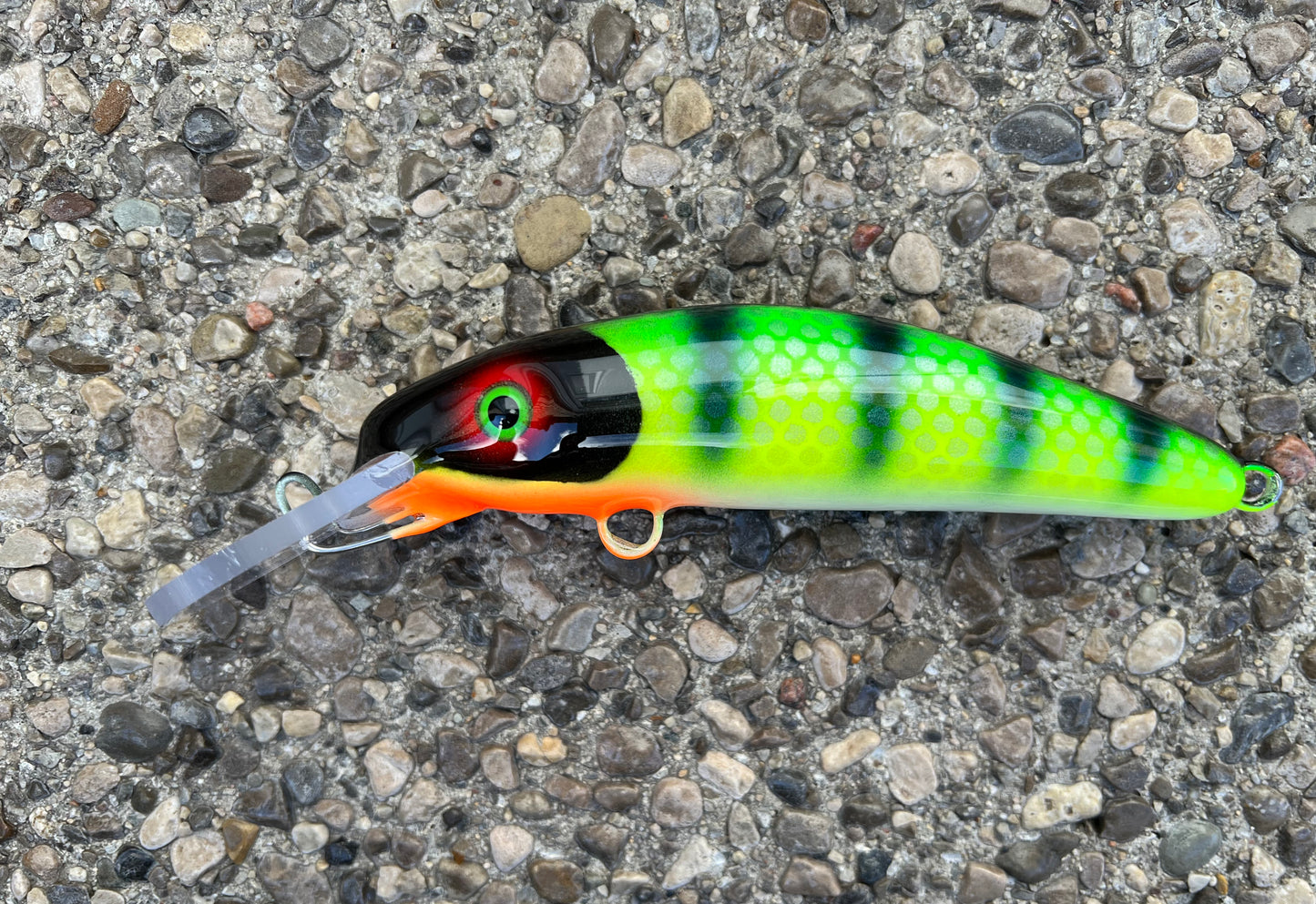 Fluorescent Bluegill - White Belly - 6H