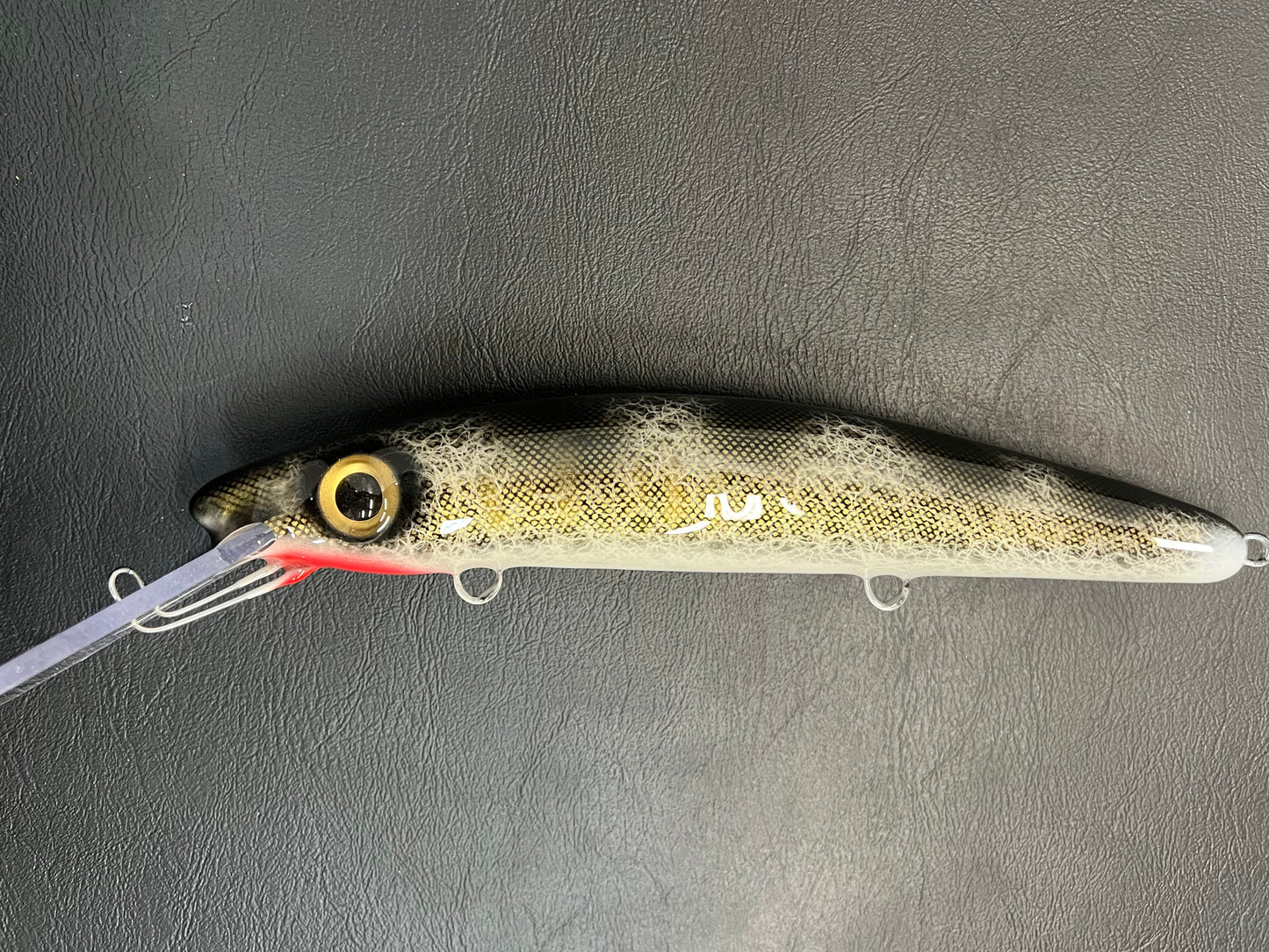 Black Walleye - White Belly - 12H