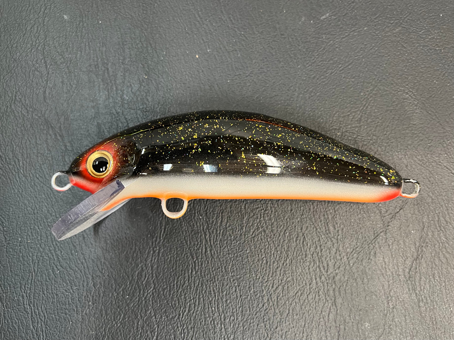 Night Shiner - Orange Belly - 6SC