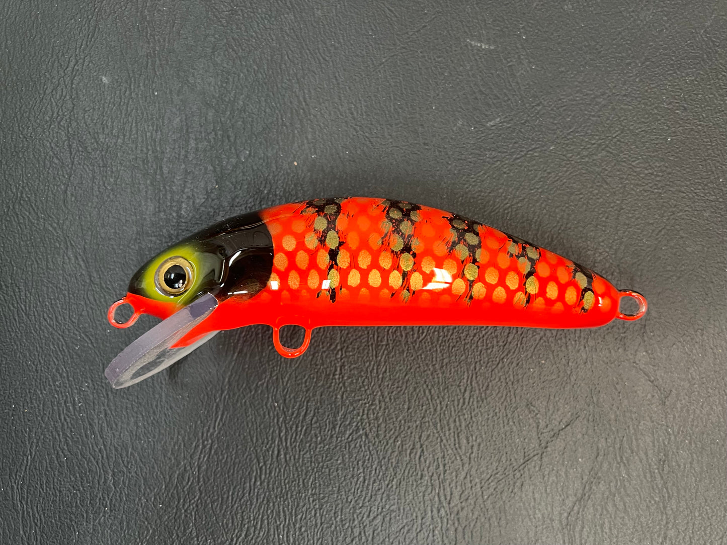 Chewy Louis - Orange Belly - 6SC