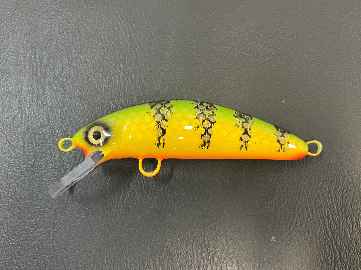 Chalky Perch - Orange Belly - 5SC