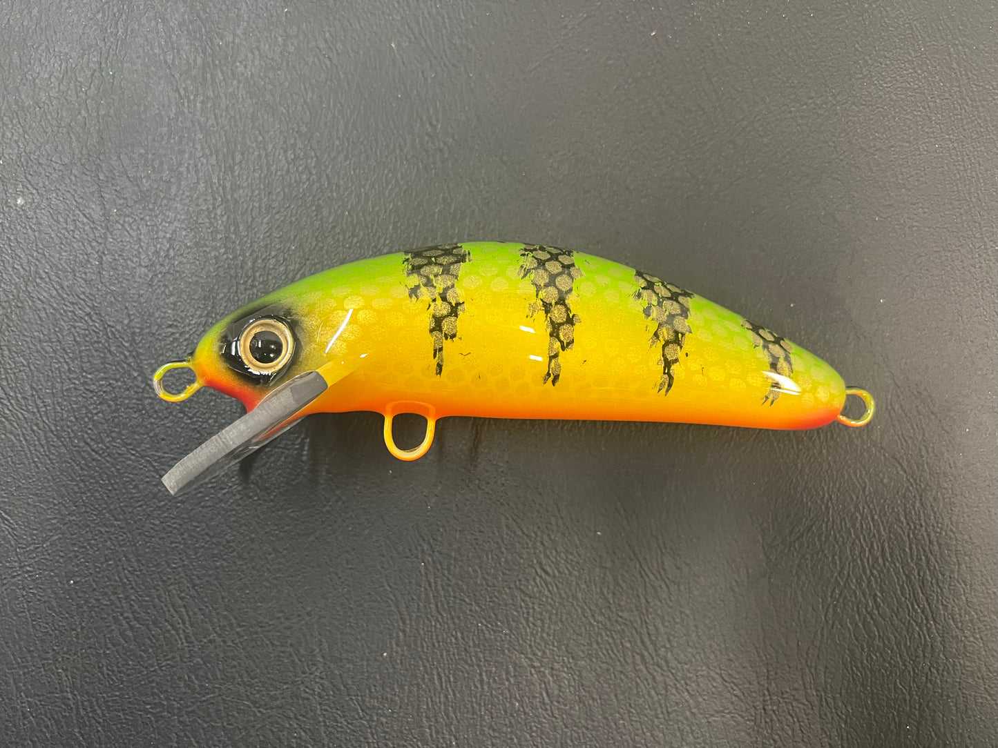 Chalky Perch - Orange Belly - 6SC