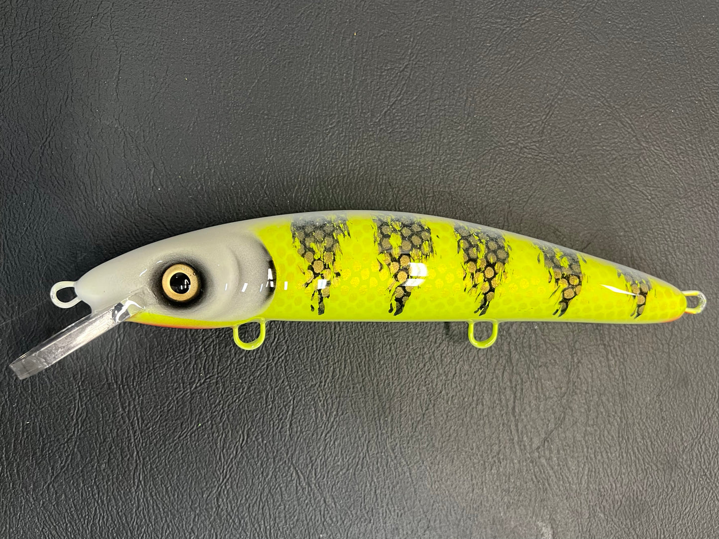Pale Face Perch - White Belly - 9CP