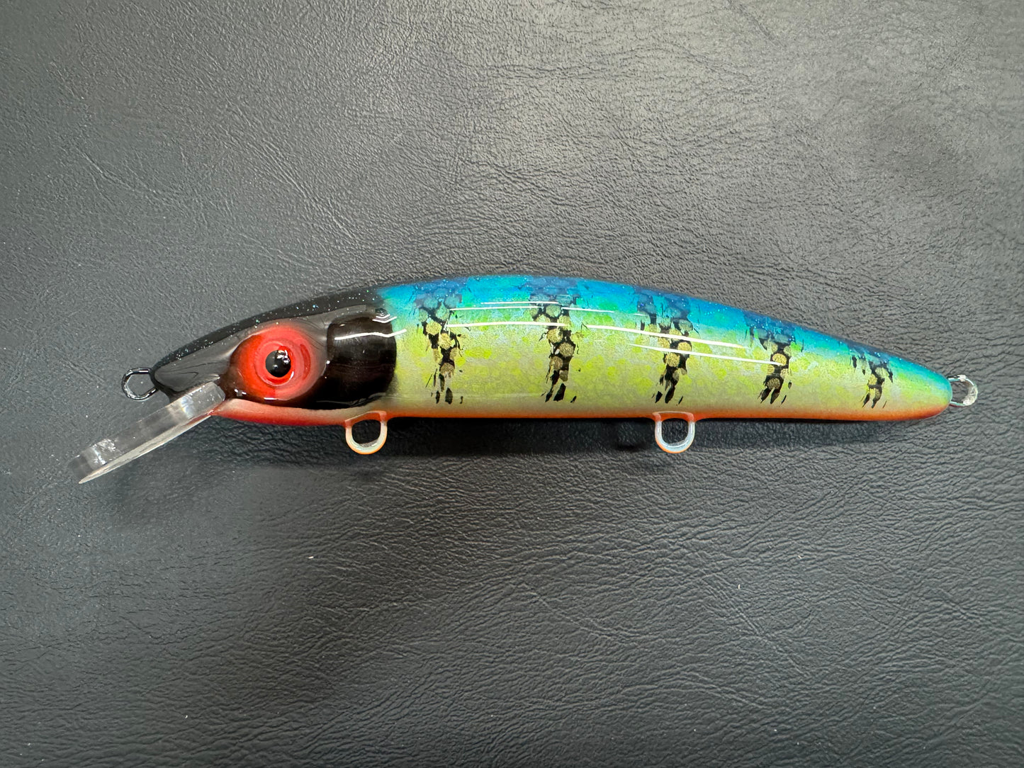 Blue Perch - Orange Belly - 9CP