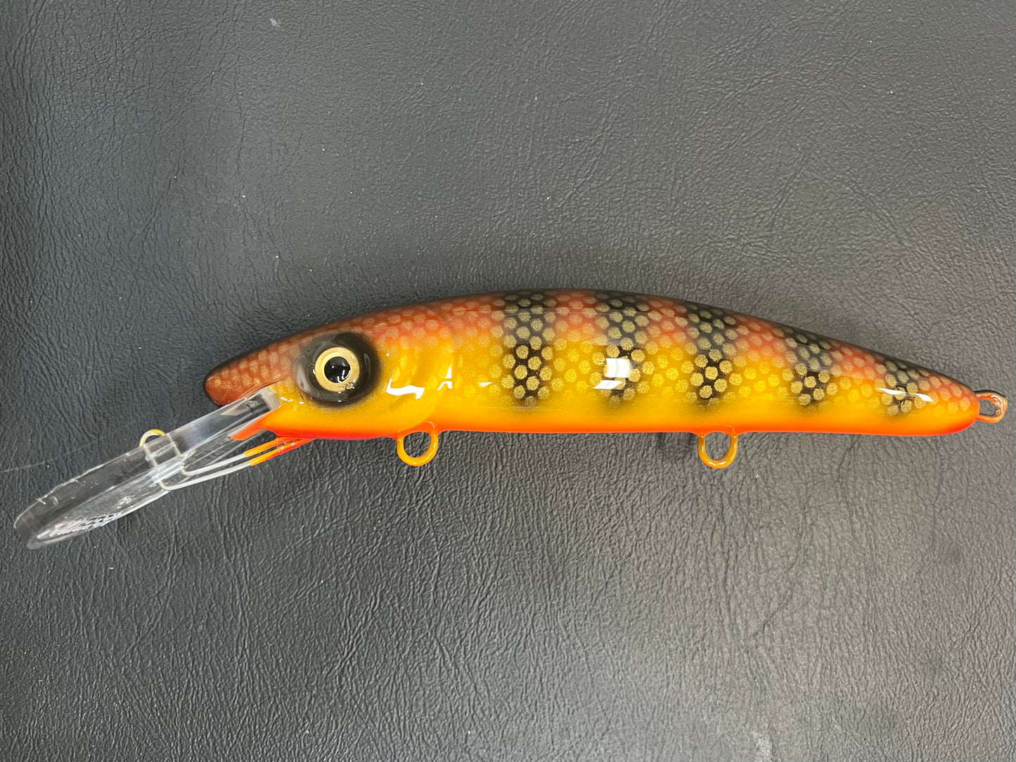 Chocolate Walter - Orange Belly - 9H