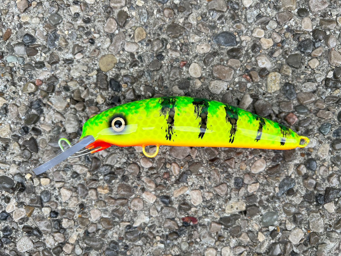 Wish Perch - Orange Belly - 6H