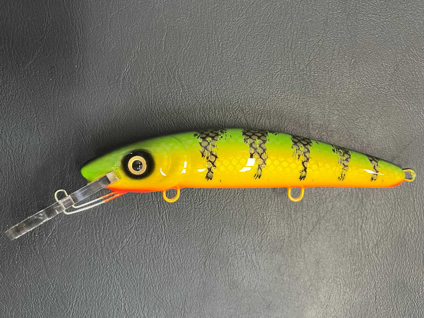 Chalky Perch - Orange Belly - 9H