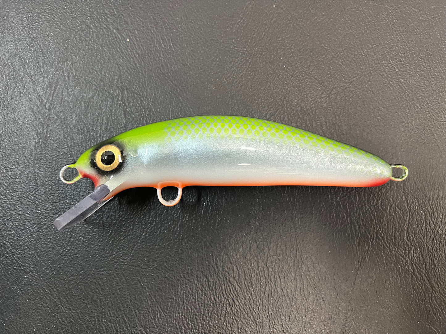 High Back Shiner - Orange Belly - 6CH