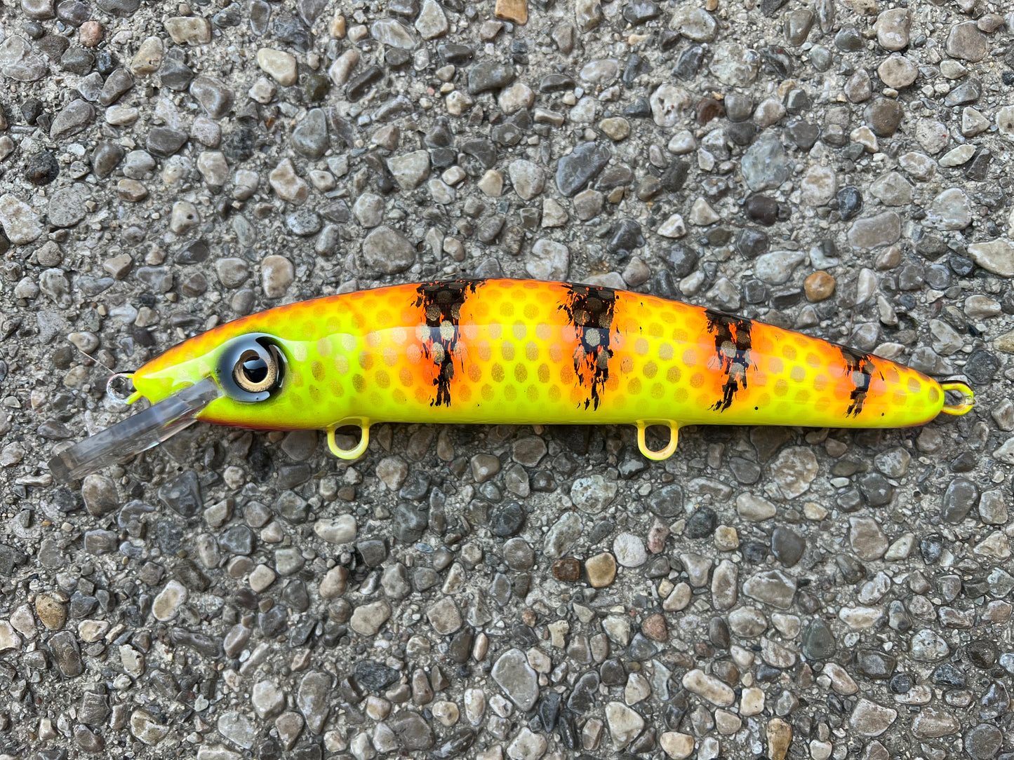 Macho Madness - Chartreuse Belly - 9CP