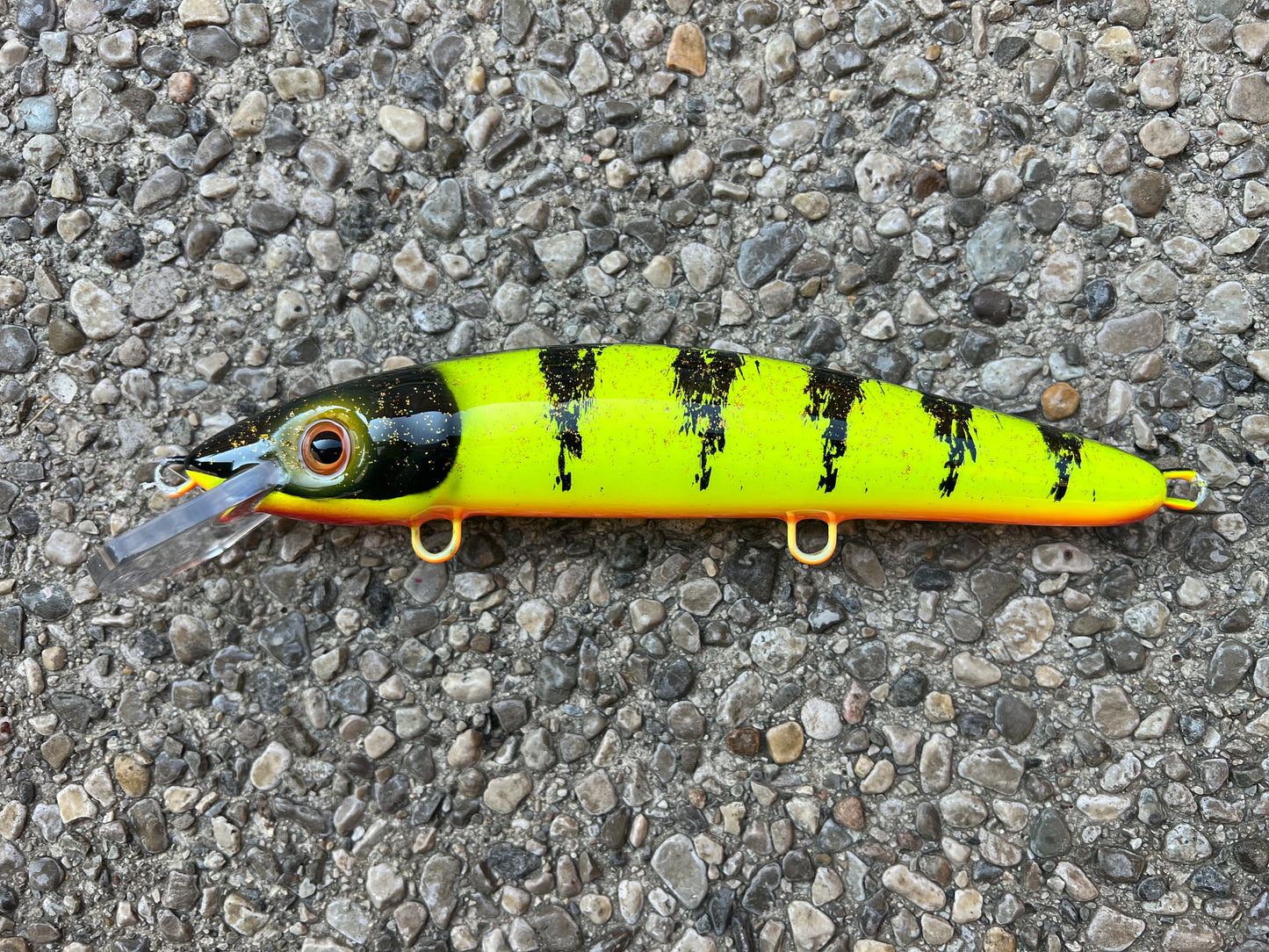 Chartreuse Perch - Orange Belly - 9CP