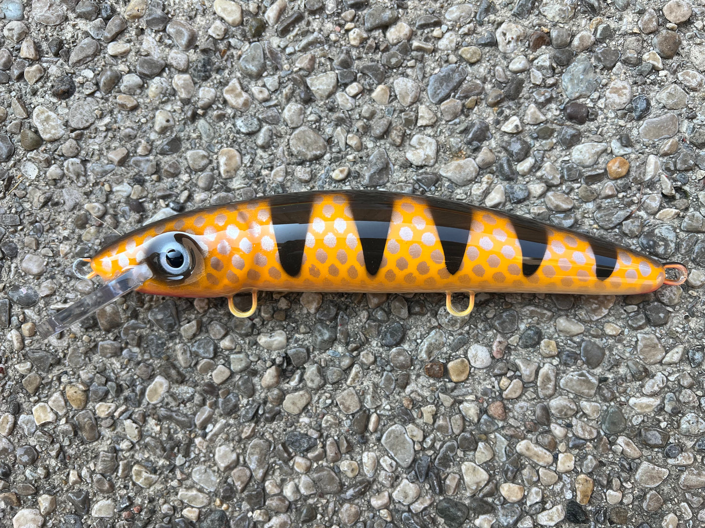 Chocolate Perch - Cream Belly - 9CP