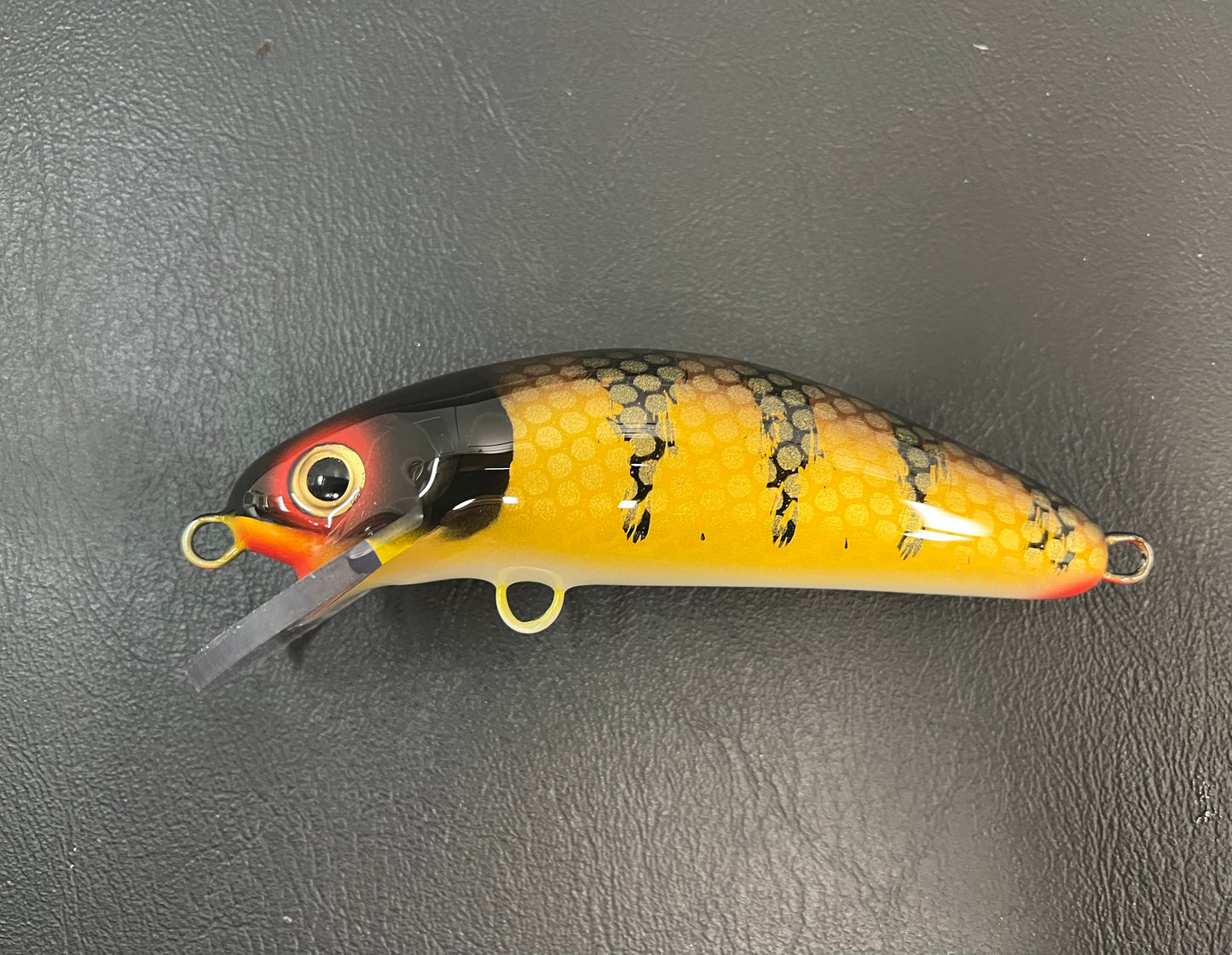 Brown Perch - White Belly - 6SC