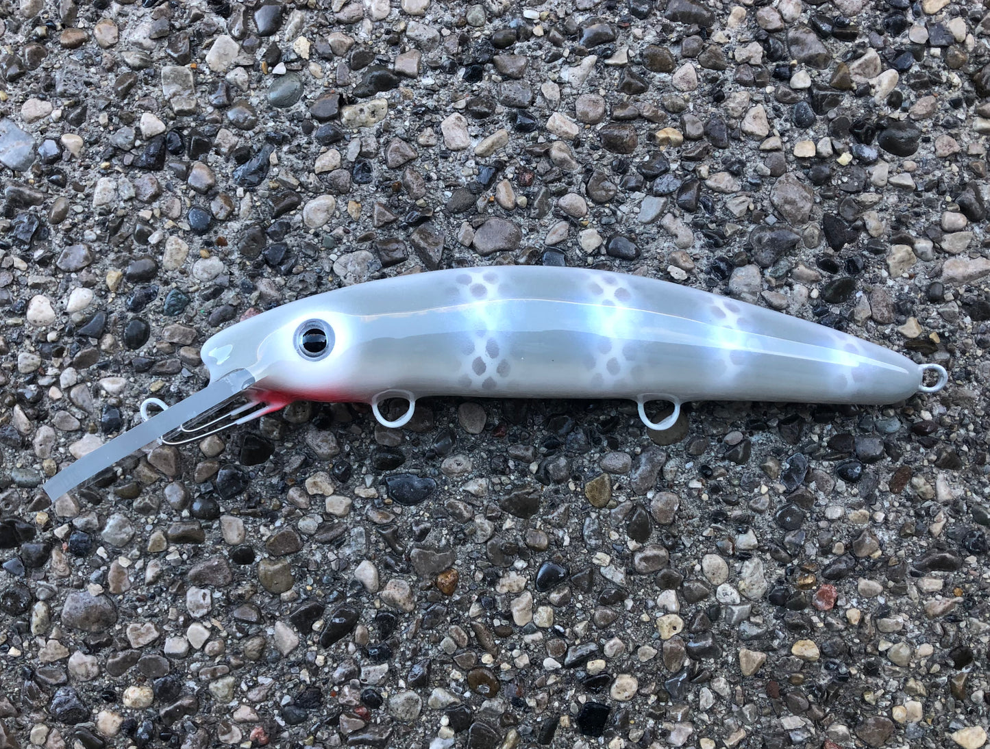 Snow Cisco - White Belly - 9H