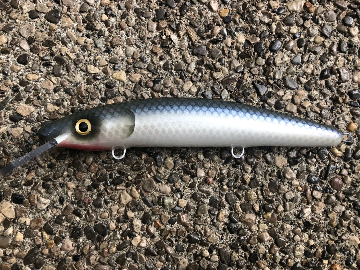 Hennepin Cisco - White Belly - 12C