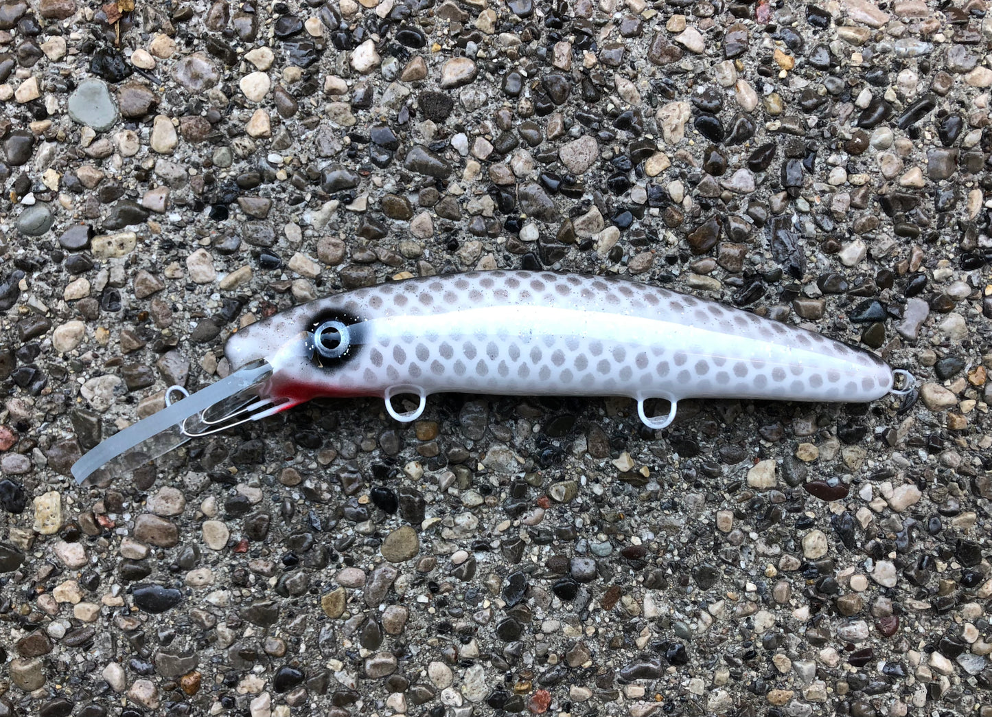 Shiner - White Belly - 9H