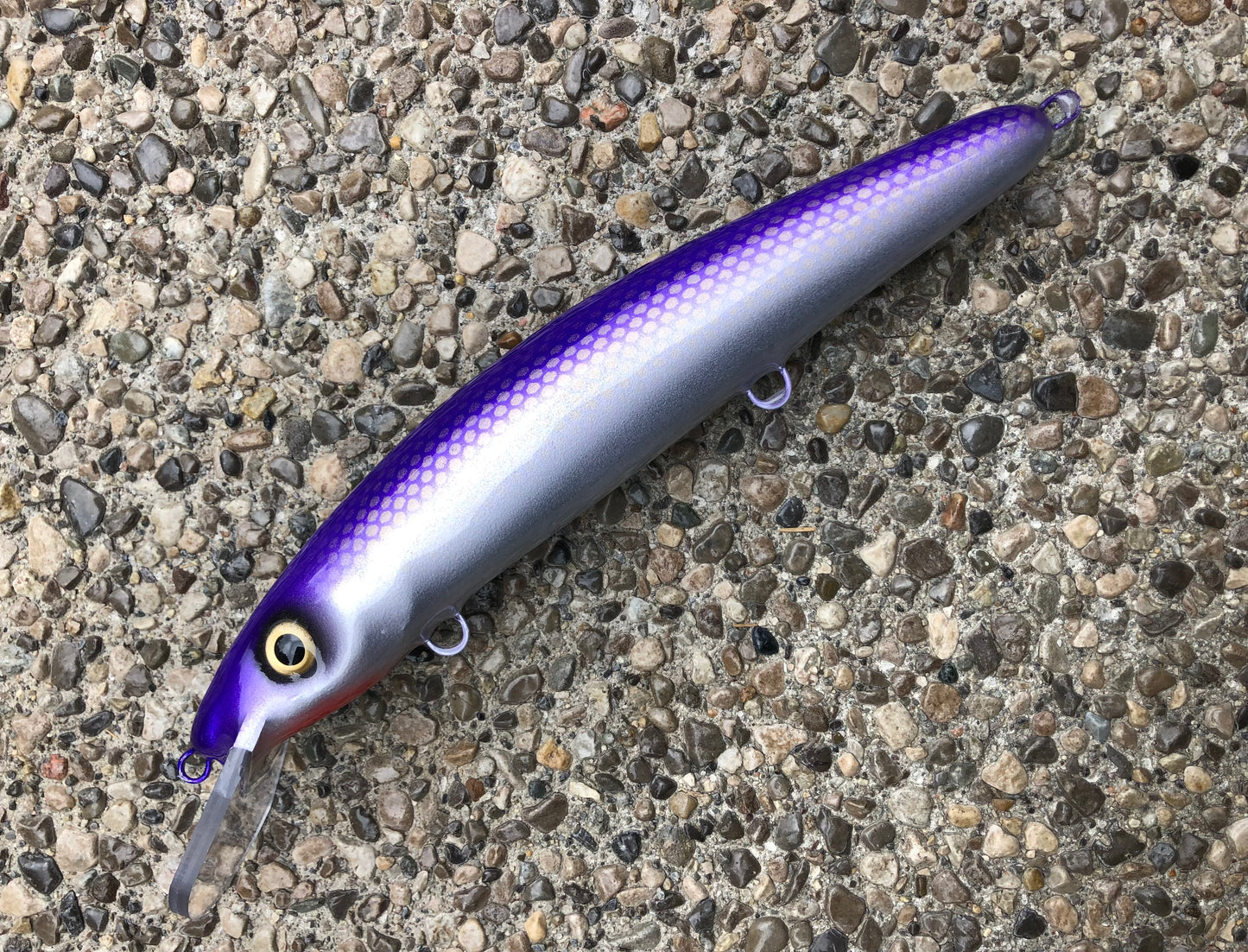 Finlander Cisco - Silver Belly - 12C