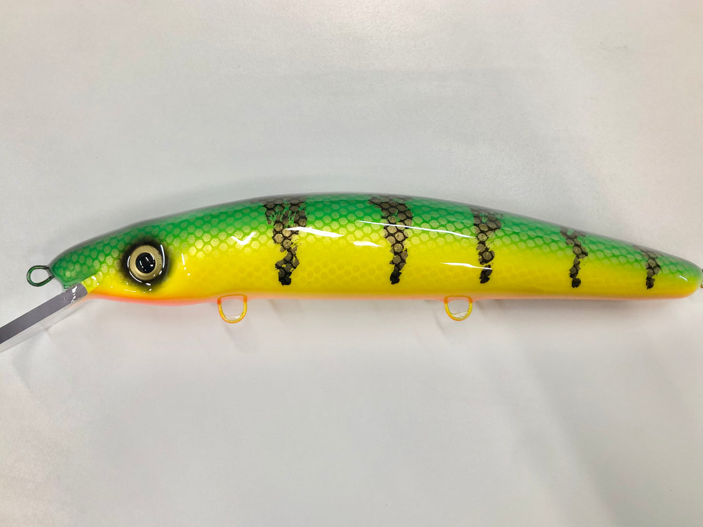 Ambiguous Perch - Orange Belly - 12C