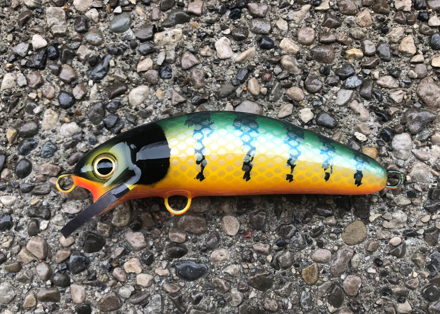 Michigan Perch - Orange Belly - 6SC