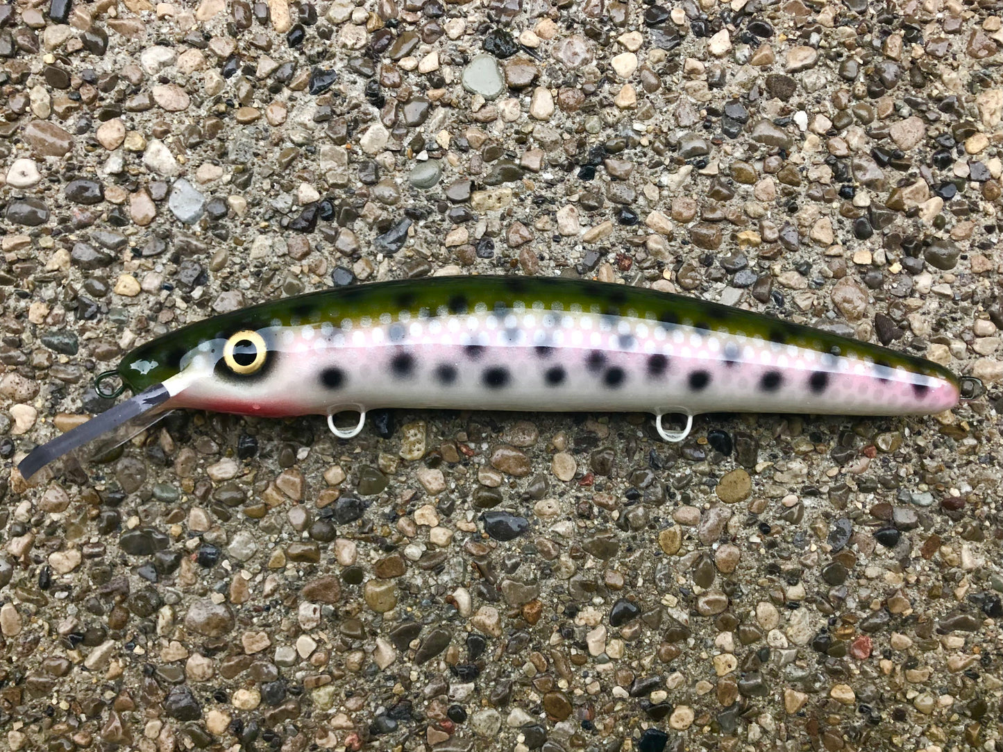 Rainbow Trout - Pearl Belly - 12C