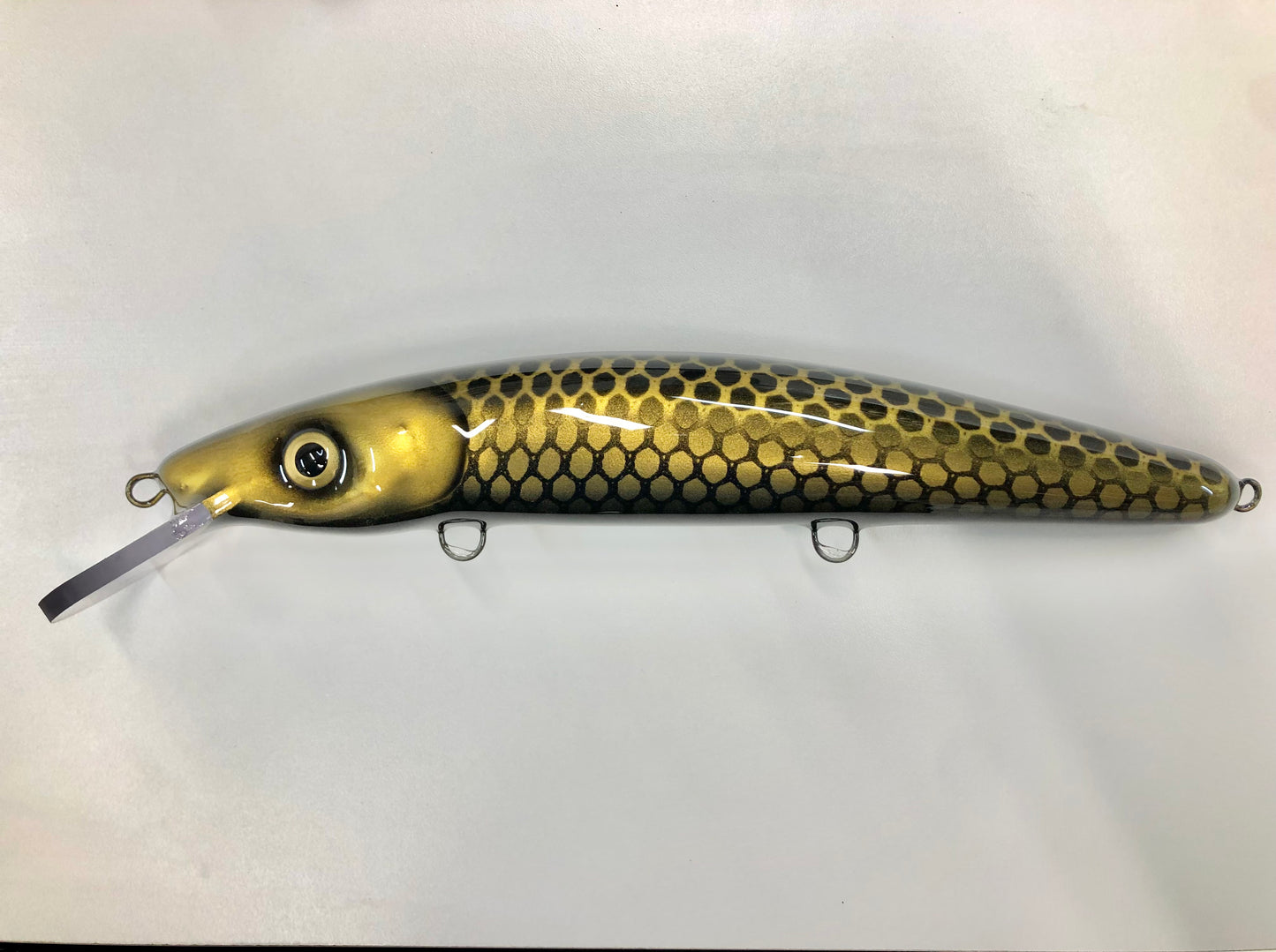 Black & Gold Shiner - Black Belly - 12C