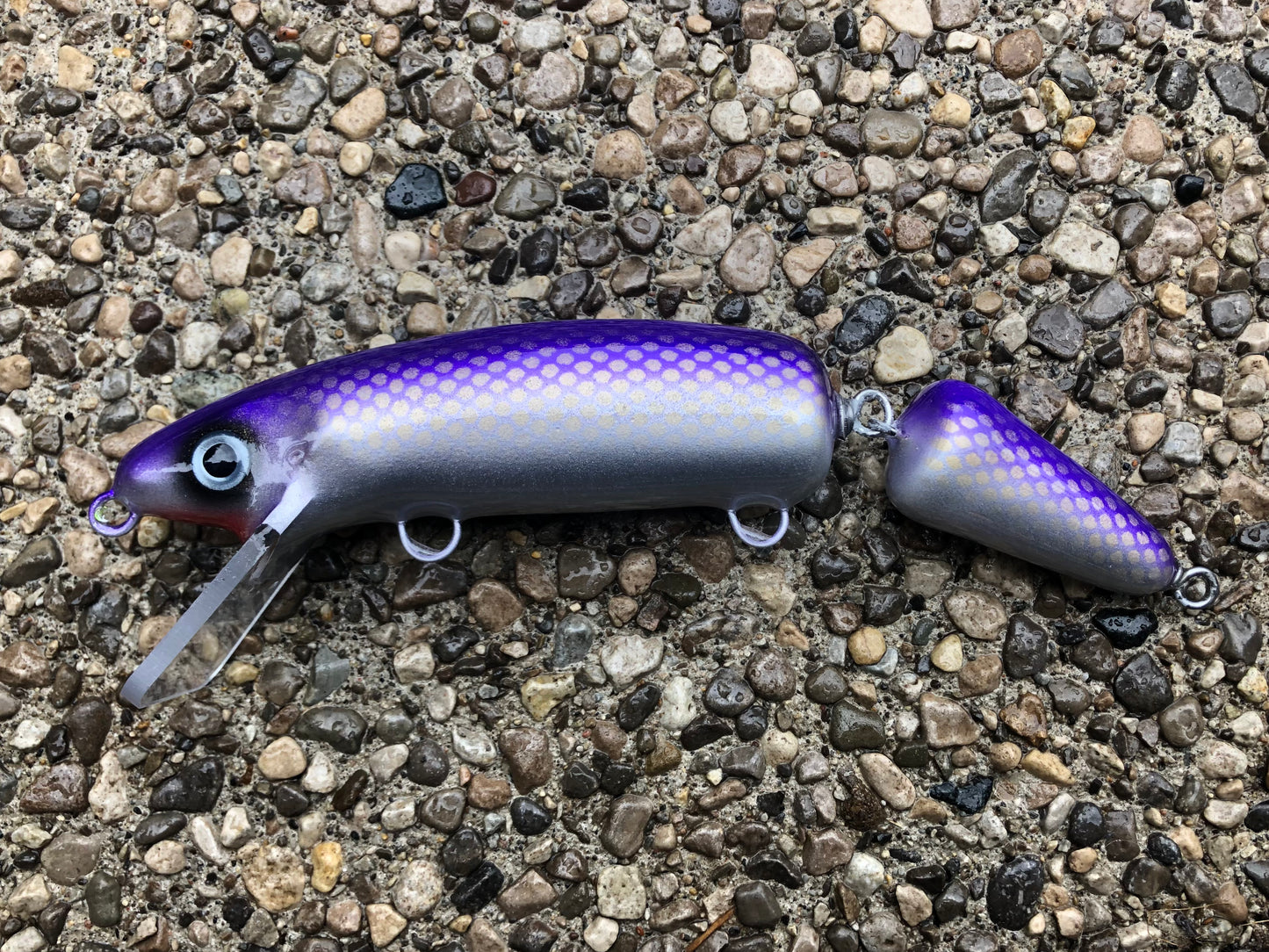 Finlander Cisco - Silver Belly - 9JS