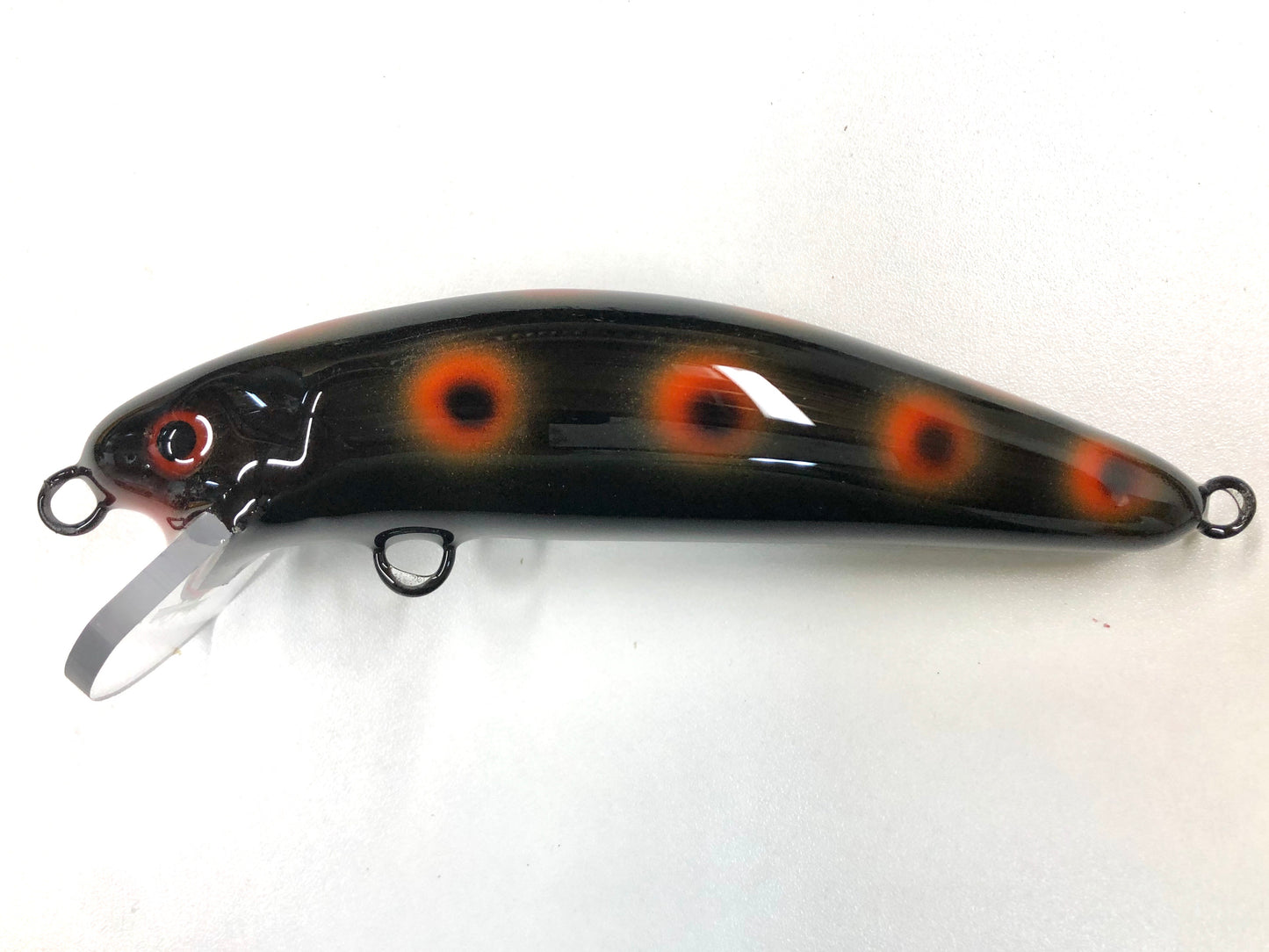 Night Frog - Black Belly