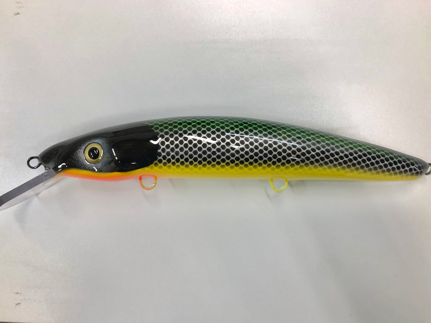 Roach - Yellow Belly - 12C
