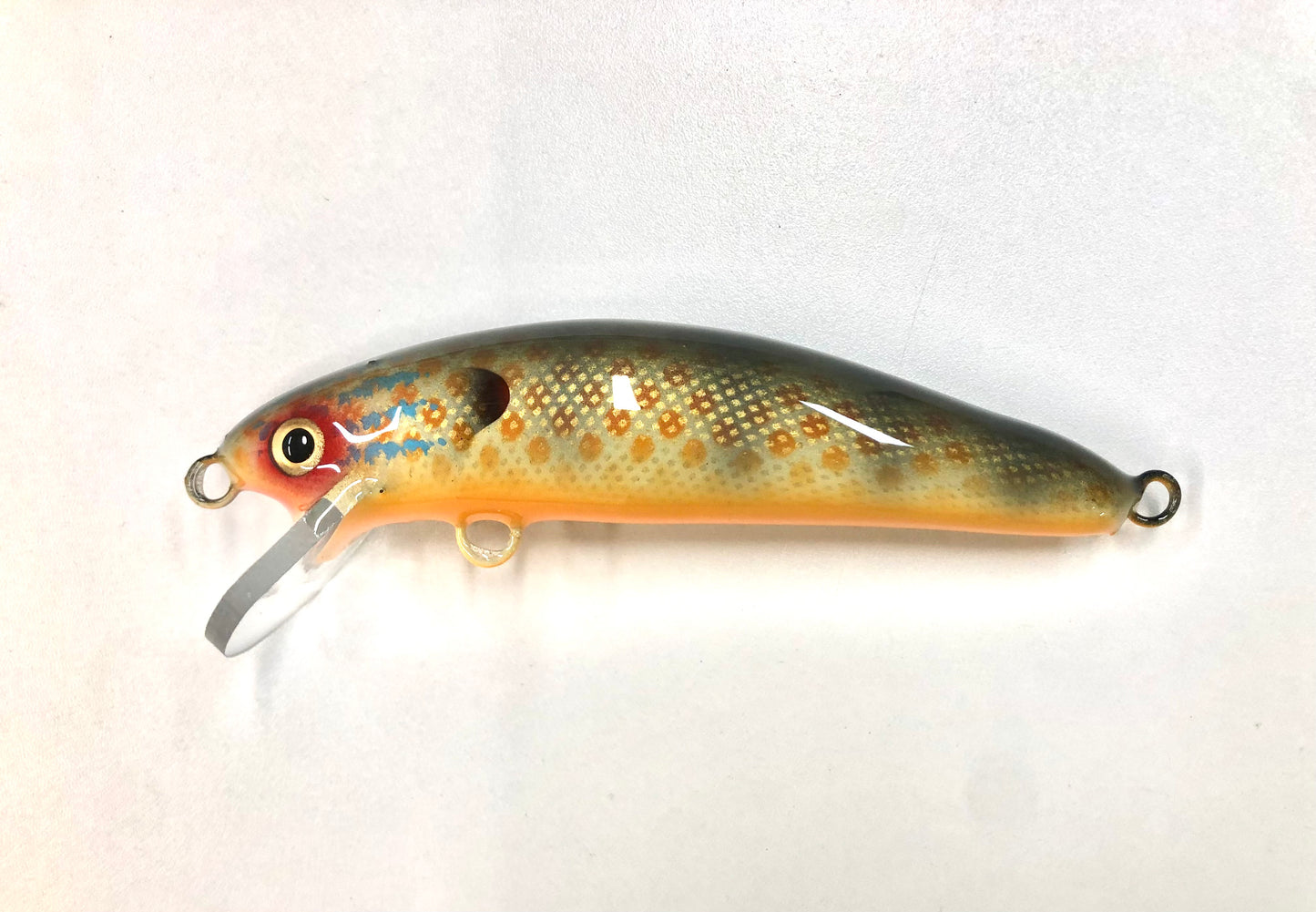 Pumpkinseed - Orange Belly