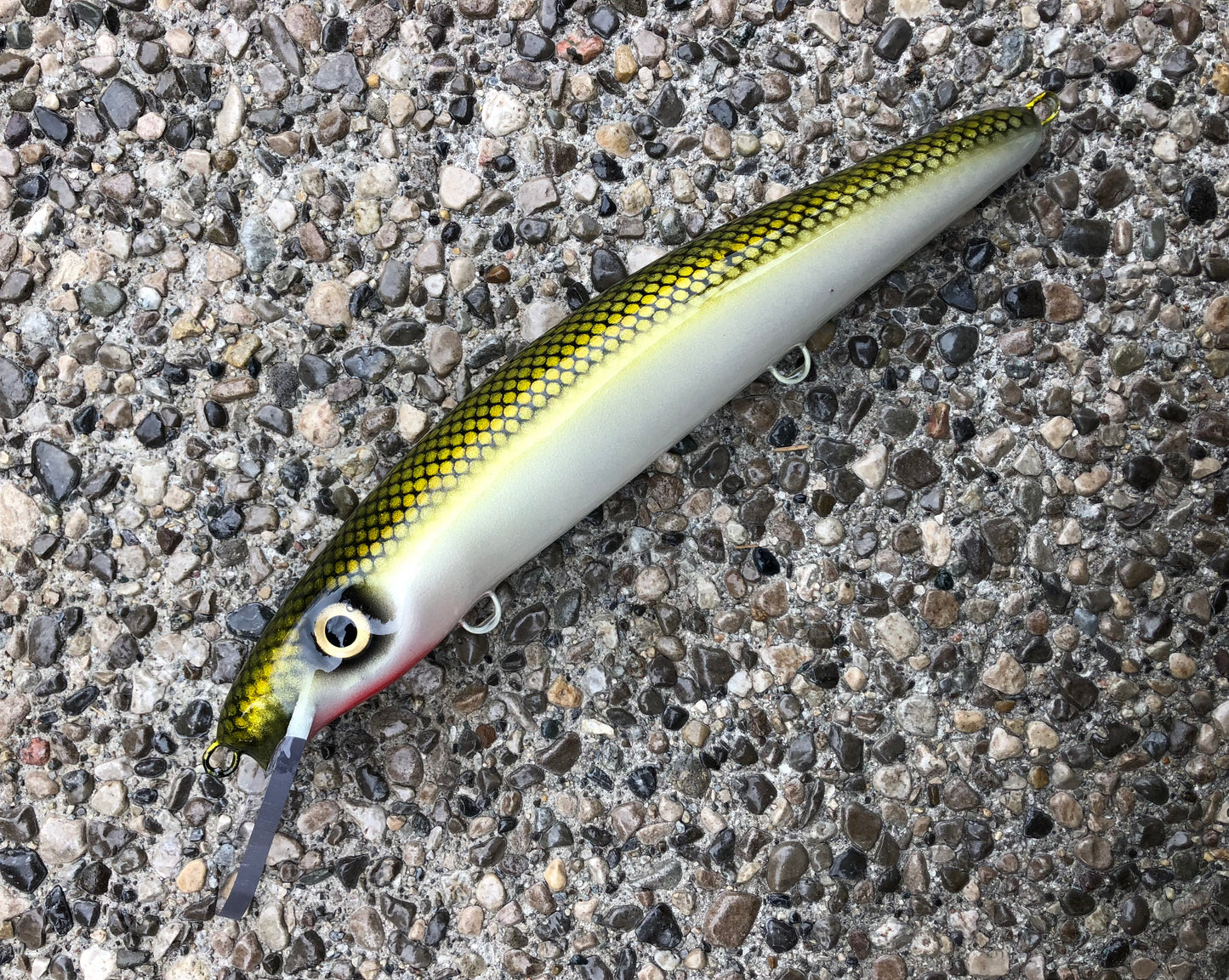 Tennessee Shad - White Belly - 12C
