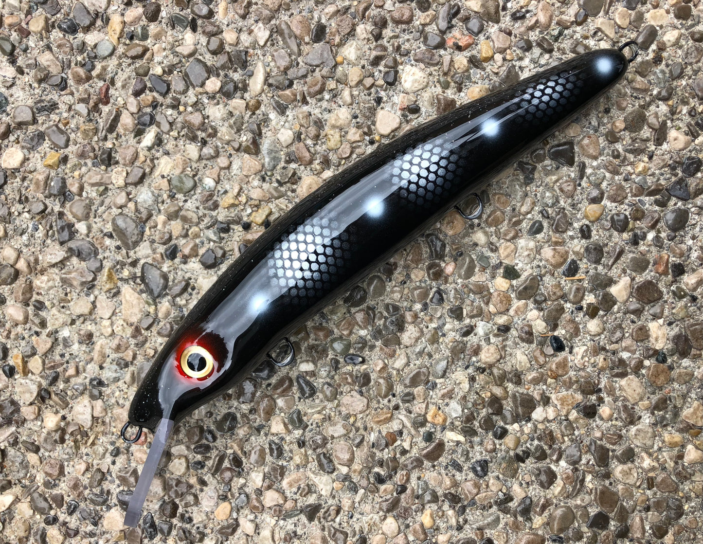 Imposter Perch - Black Belly - 12C