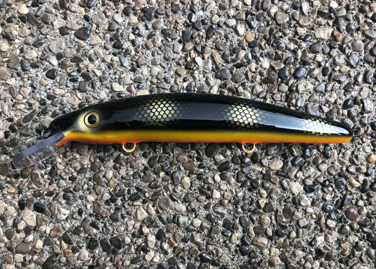 Black Perch - Orange Belly - 12C
