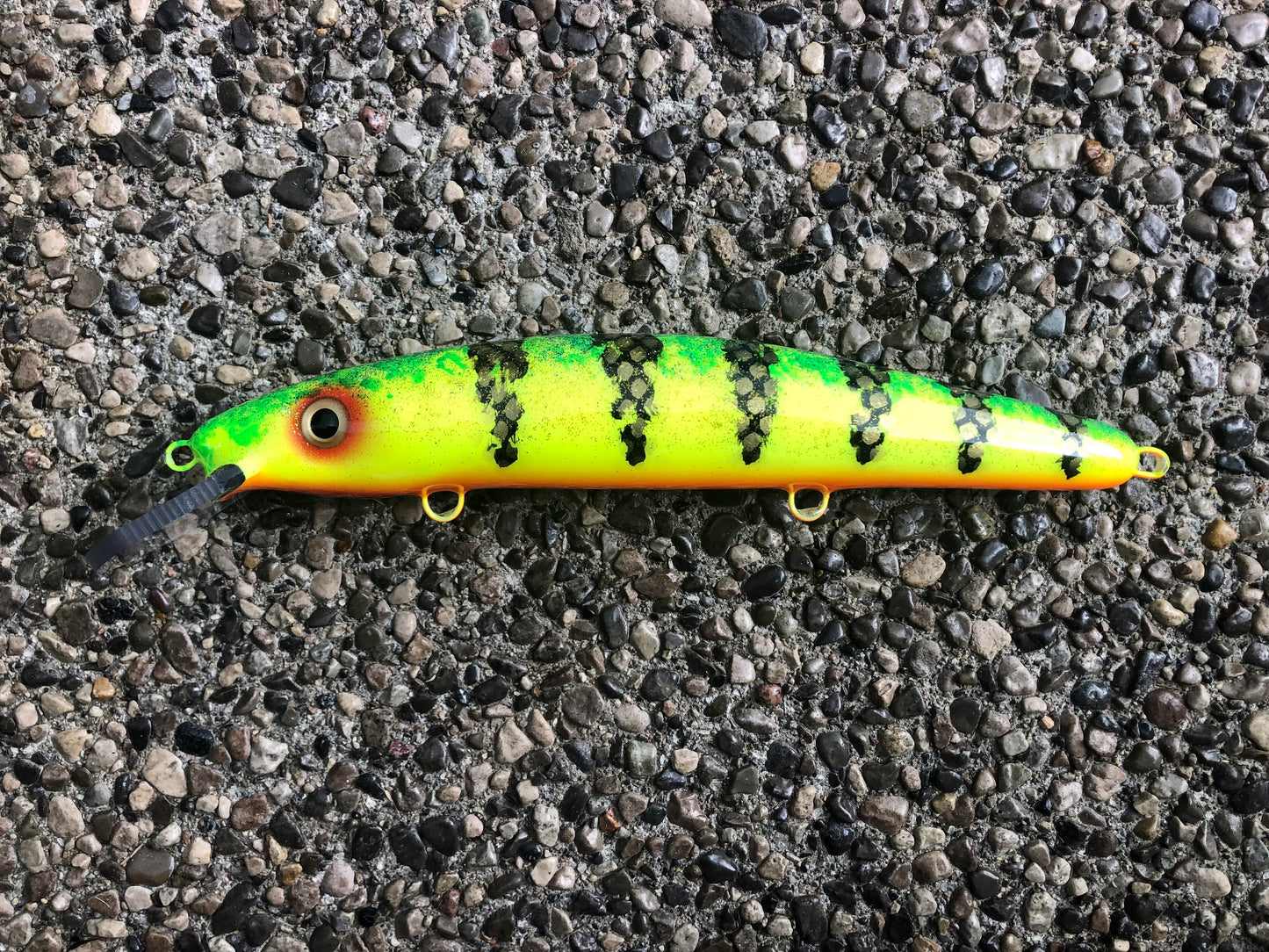 Wish Perch - Orange Belly - 12C