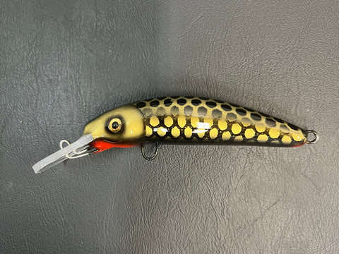 Black & Gold Shiner - Black Belly - 6H